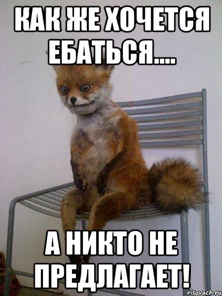 как же хочется ебаться.... а никто не предлагает!, Мем Упоротая лиса ...