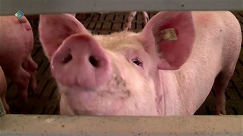 Свиная продукция птицефабрики «Зеленецкая» не представляет опасности ...