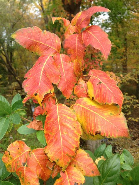 mupirocin poison ivy 7