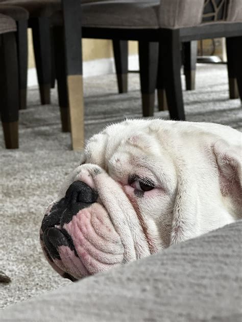 SEXUAL CHOCOLATE : r/Bulldogs