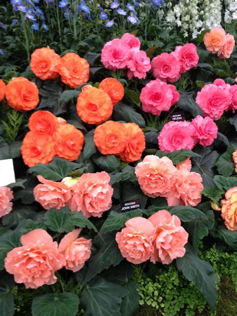 Hardy geraniums an all season blooming perennial for your landscape
