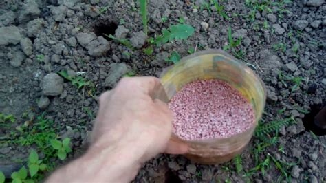 Виноград. Подкормка(удобрение) винограда весной. ЧЕМ И КАК ...