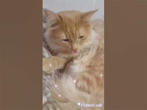 #котики🥰 #котыКакие сны снятся кошкам 🐈😴😴😴🌙🤗 - YouTube