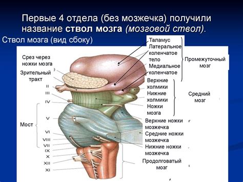 Головной мозг. Мозговой ствол - презентация онлайн