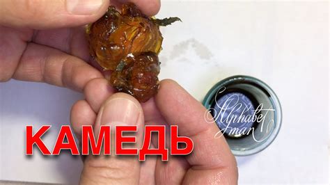 Камедь - что это такое? Вишнёвая смола как загуститель для самодельных ...