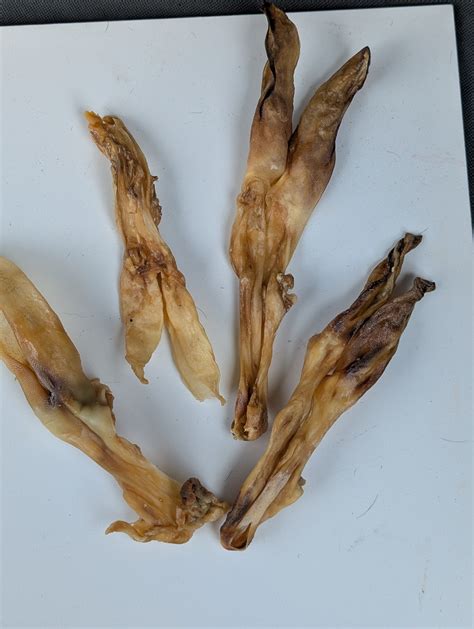 can rabbit biting without vet 9