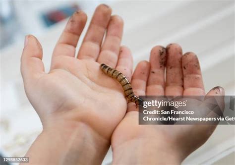 539 Photos Of Maggots Stock Photos, High-Res Pictures, and Images ...