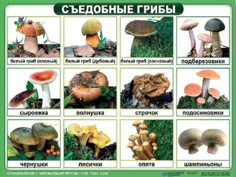 Картинки съедобные и несъедобные грибы