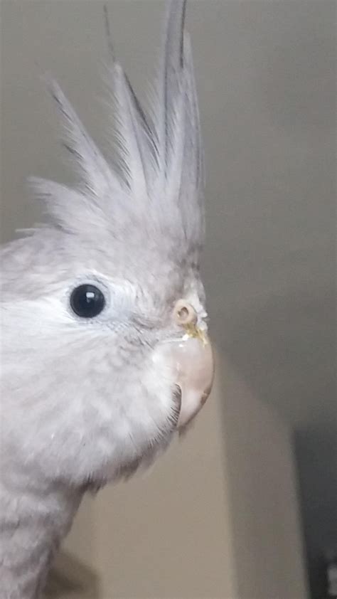 best cockatiel vomiting cheap 2