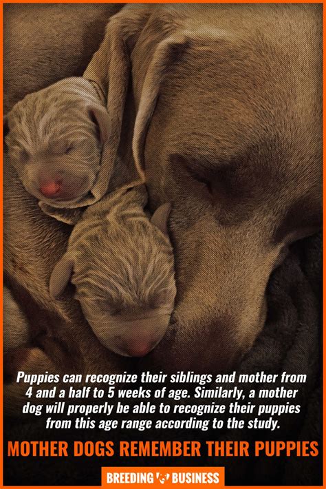 Do Mother Dogs Miss Their Puppies? – Studies, Behavior & FAQs