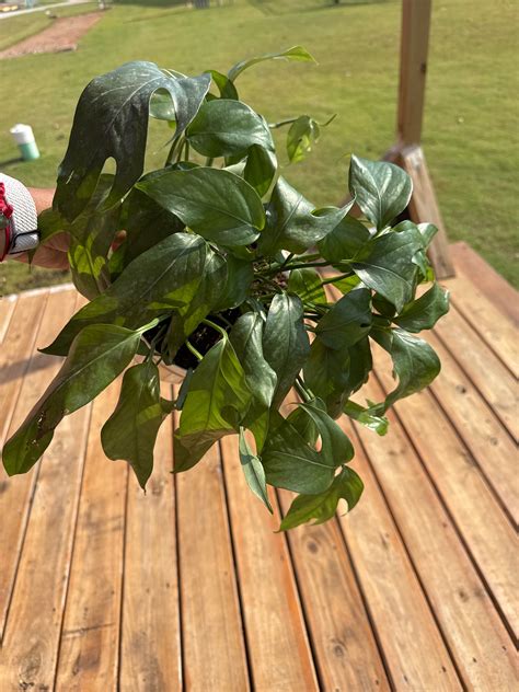 Baltic Blue Pothos – PinkPothos