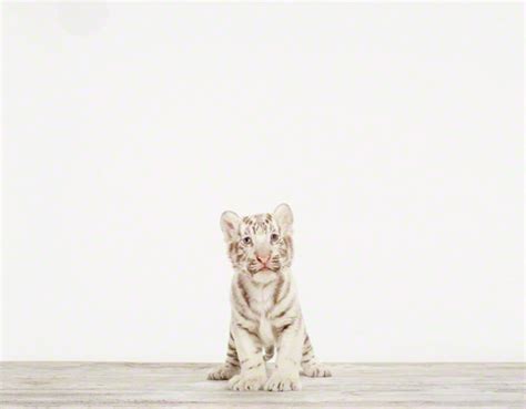 Des bébés animaux – La boite verte