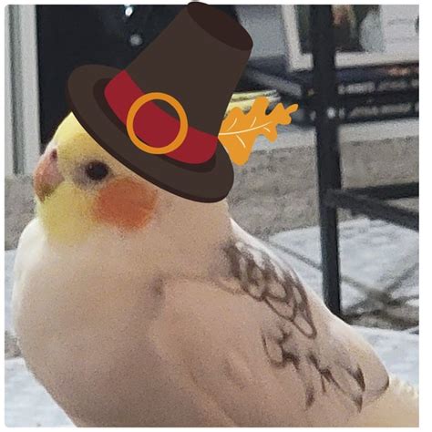 Happy Thanksgiving! : r/budgies