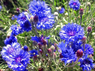 Василек Махровый Синий (Centaurea paniculata)