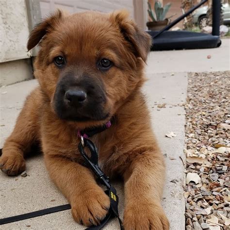 Can A Golden Retriever And German Shepherd Live Together