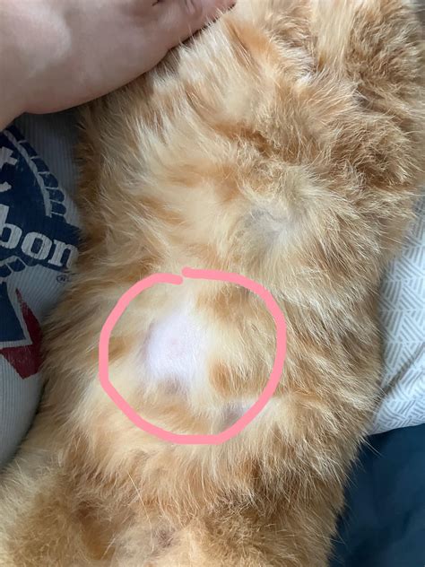 Cat Has Bald Spots On Body at Joyce Haynes blog