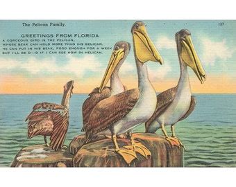 Florida Postcard - Etsy