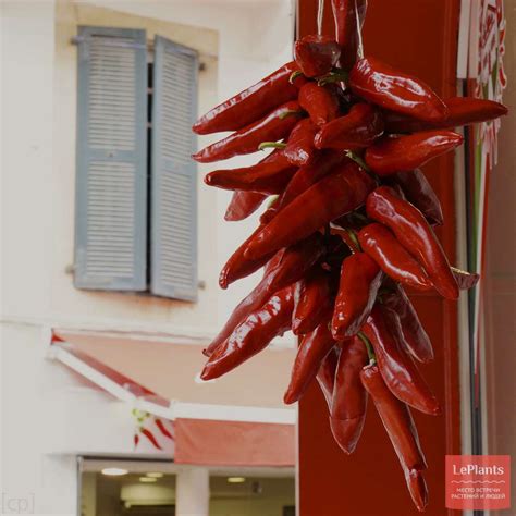 Перец горький (Capsicum annuum subsp. longum) — описание, выращивание ...