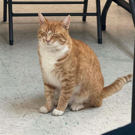 Stuart the Rescue Cat | Stuarts Draft VA