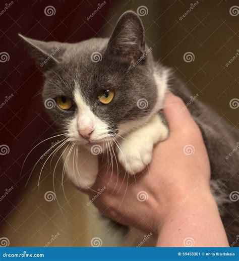 Gato Gris Y Blanco Del Shorthair Imagen de archivo - Imagen de gato