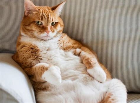 Tips Membuat Kucing Gemuk Dengan Mudah • Kucing.co.id