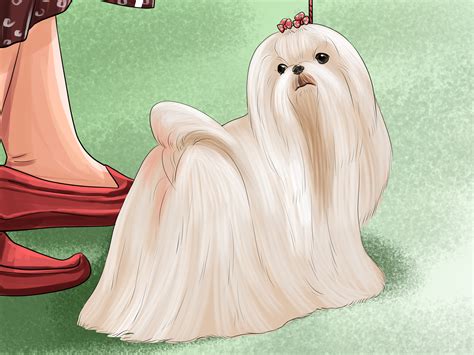 3 Ways to Identify a Show Worthy Maltese - wikiHow