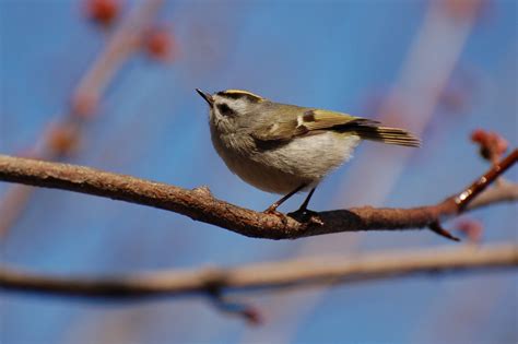 Birding In Northern VA.: Golden-crowned Kinglet