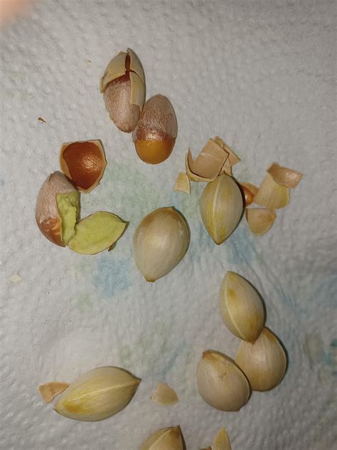 question: I was growing English oak (Quercus robur) in an apartment