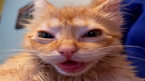 funny cat memes youtube   cat moments   top