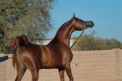 RFI PAVAROTTI :: Royal Arabians