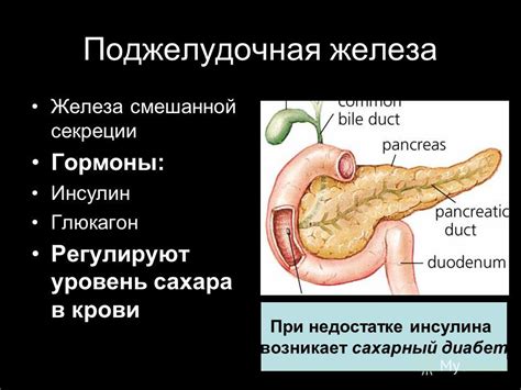 Презентация на тему: "Железы нашего организма. Экзокринные железы ...