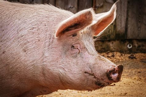 Мясо для шашлыка дорожает задолго до майских праздников - Agrotrend.ru