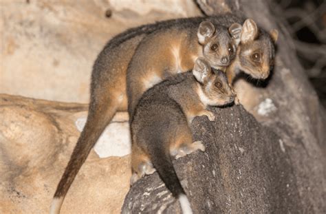 Ringtail Possum
