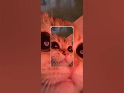 ~Милые обои с котиками🐱 ~ - YouTube
