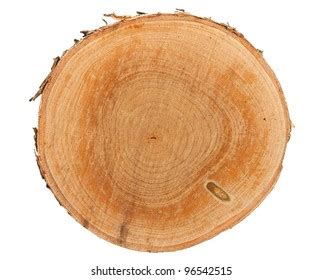 cross section tree stump isolated  stock photo  shutterstock