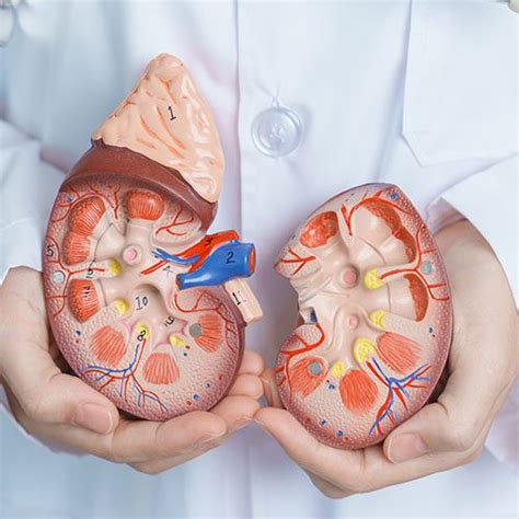 Glândula suprarrenal - Dr. Rodrigo Freddi