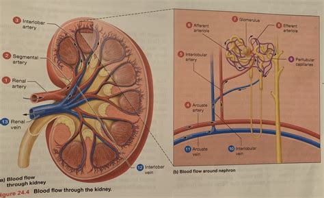 Blood flow through kidneys Diagram | Quizlet