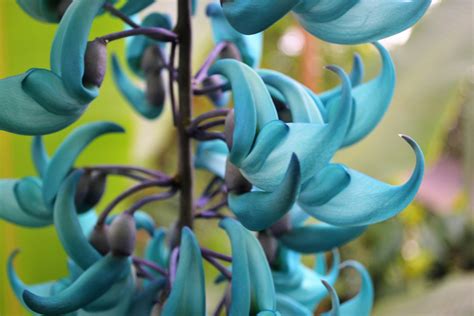 Blooming jade flower in the botanical gardens of Leiden, Netherlands