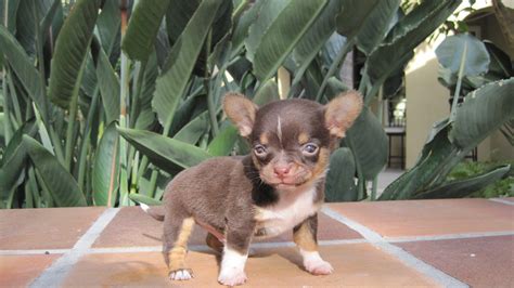Specializing in Teacup Chihuahua Puppies for sale, Chihuahua Puppies