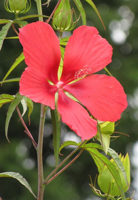 Scarlet Rose Mallow · George Washington's Mount Vernon