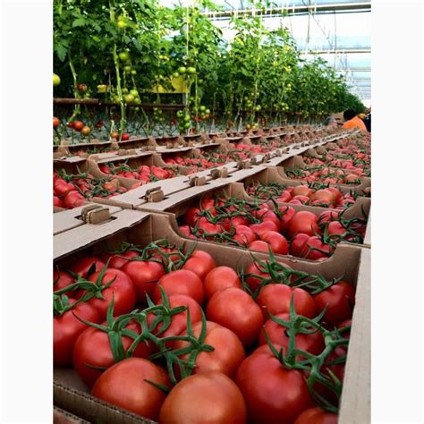 Теплицы промышленные по низкой цене — Agro-Uzbekistan