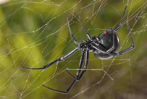 Sex pheromone on the silk of black widow females – more complicated