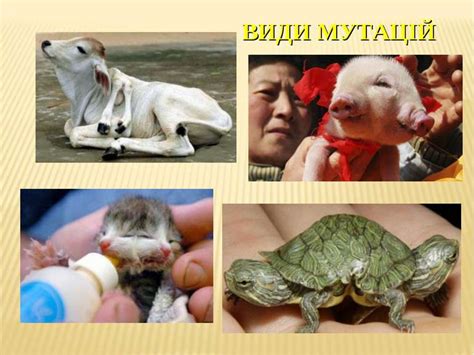Види мутацій. Мутагени - презентація з біології