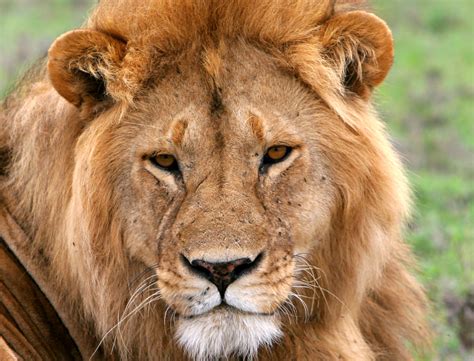 How to Age a Lion | Panthera