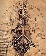 categorythe cardiovascular system  principal organs   woman