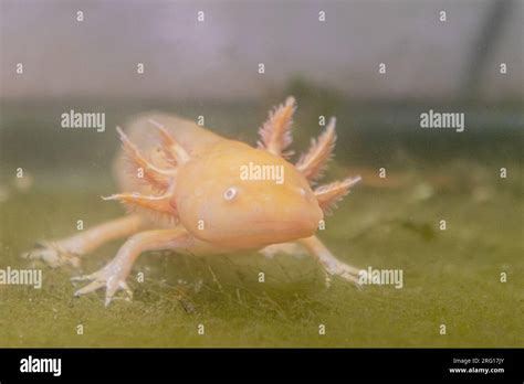 Enfoque selectivo de la salamandra albina de ajolote mexicano de pie en ...