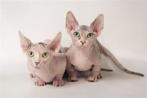 Bambino: Cat Breed Profile, Characteristics & Care