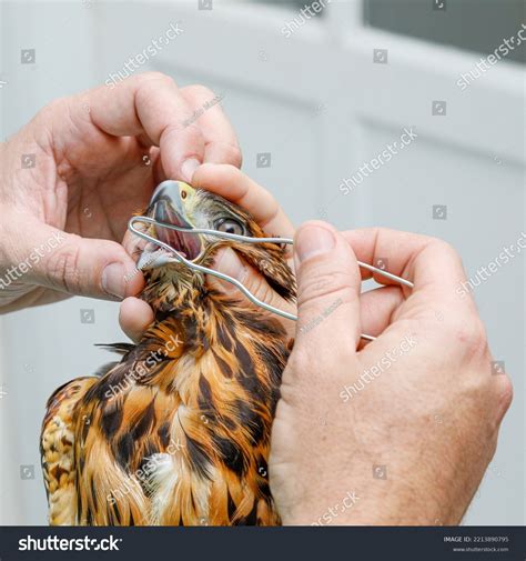 Veterinary Doctor Examining Hawk Routine Examinations Stock Photo