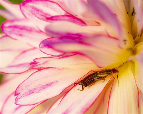 How to get rid of earwigs: natural ways to kill pincher bugs | Real Homes