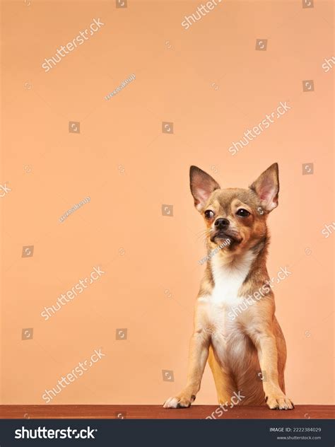 Funny Dog Face Close-up Dog Suspicious Stock Photo 2222384029 ...